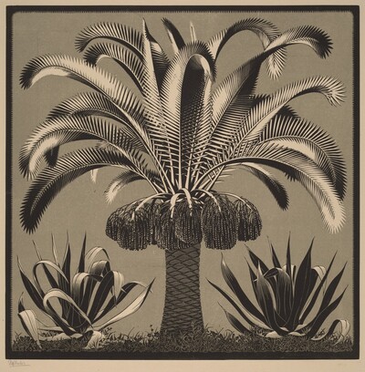 Palm