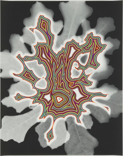Untitled (bloom)