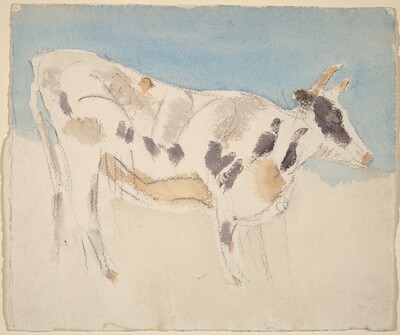 Cow