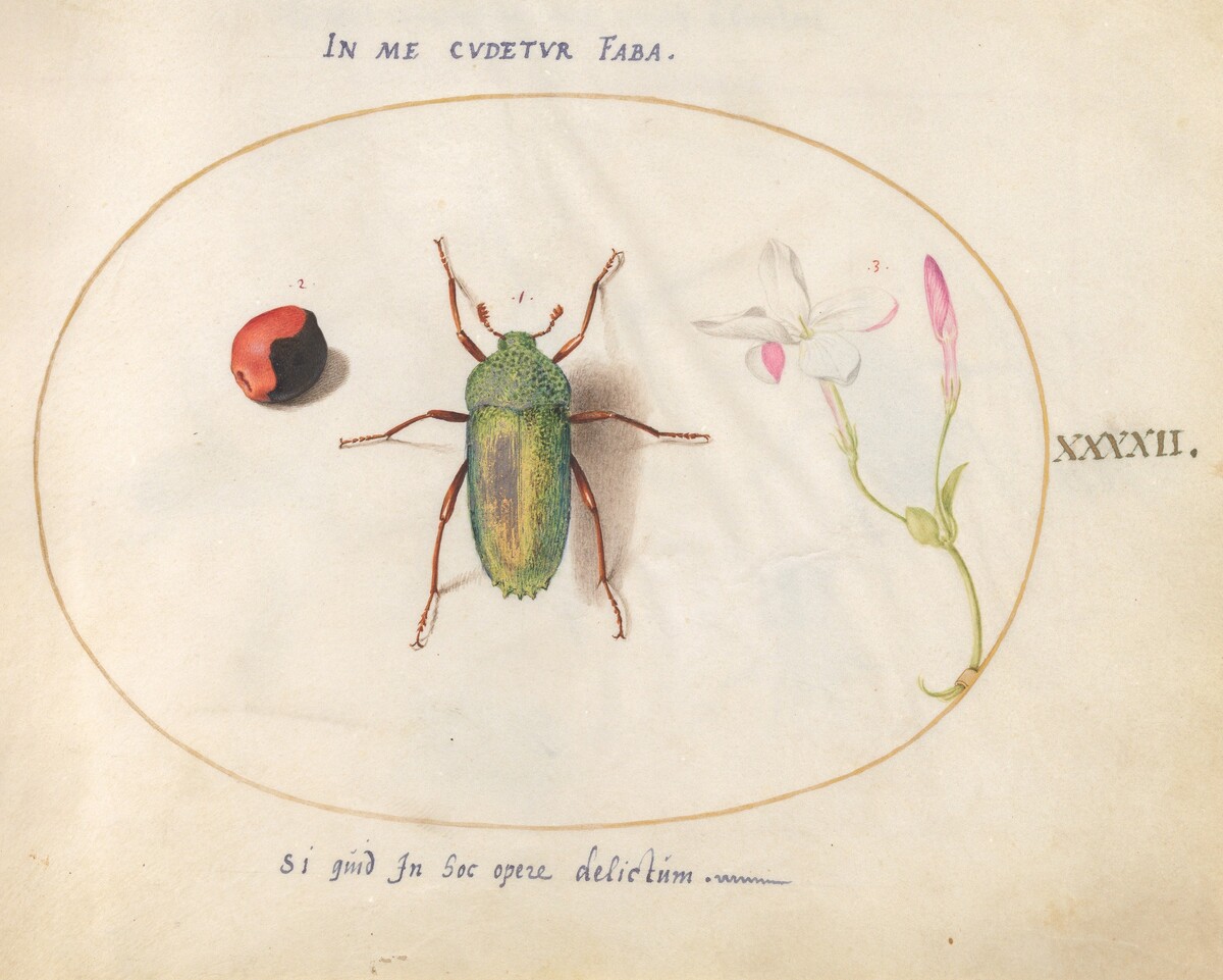 Plate 42: Jewel Beetle with a Rosary Pea and a Flower (Oleander?) by Joris Hoefnagel