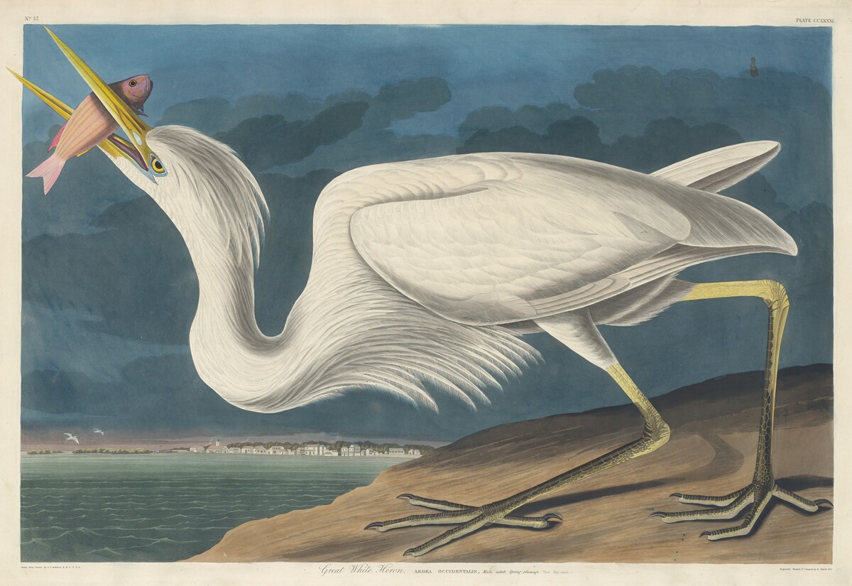 Great White Heron by Robert Havell after John James Audubon