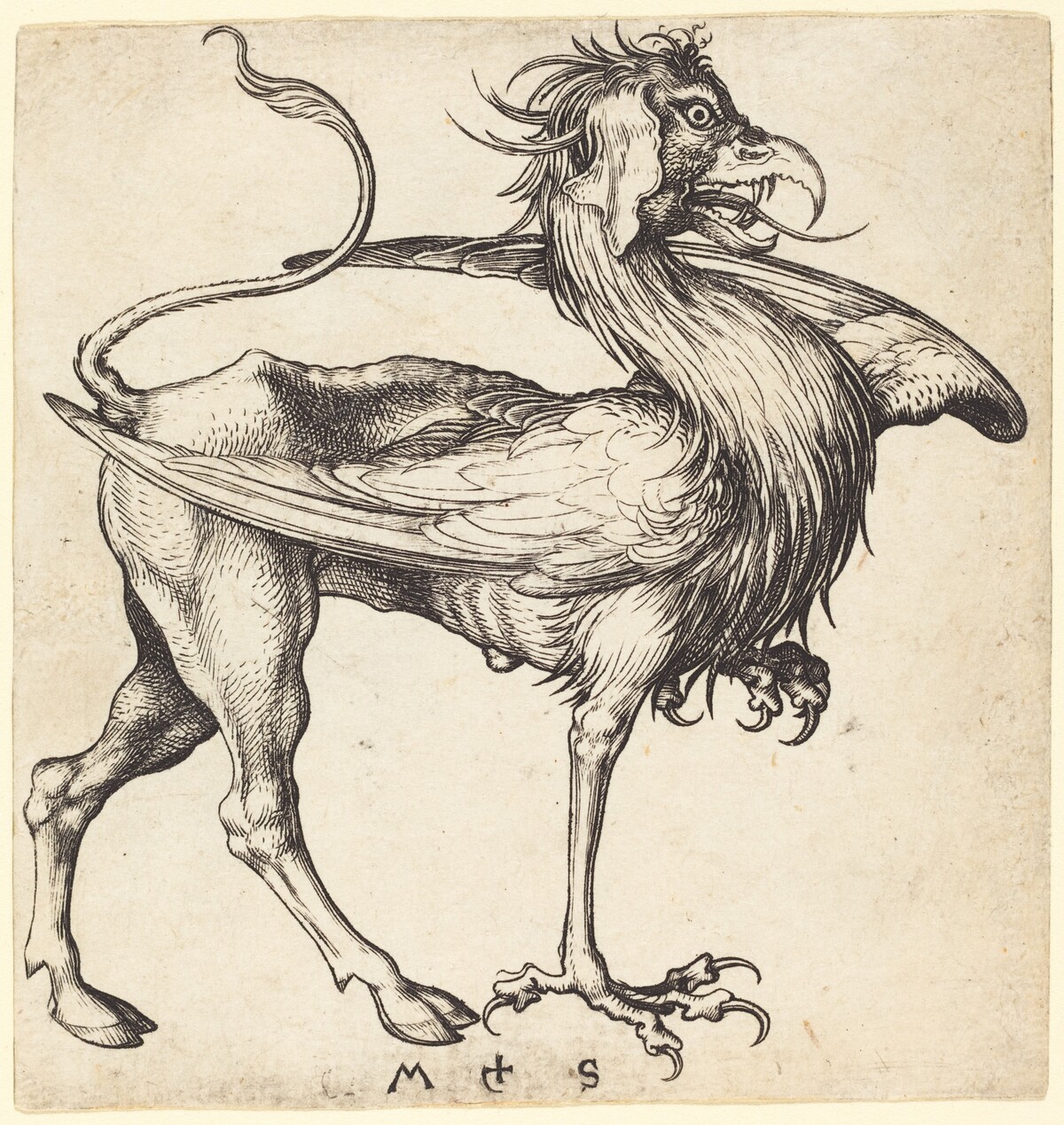 The Griffin by Martin Schongauer