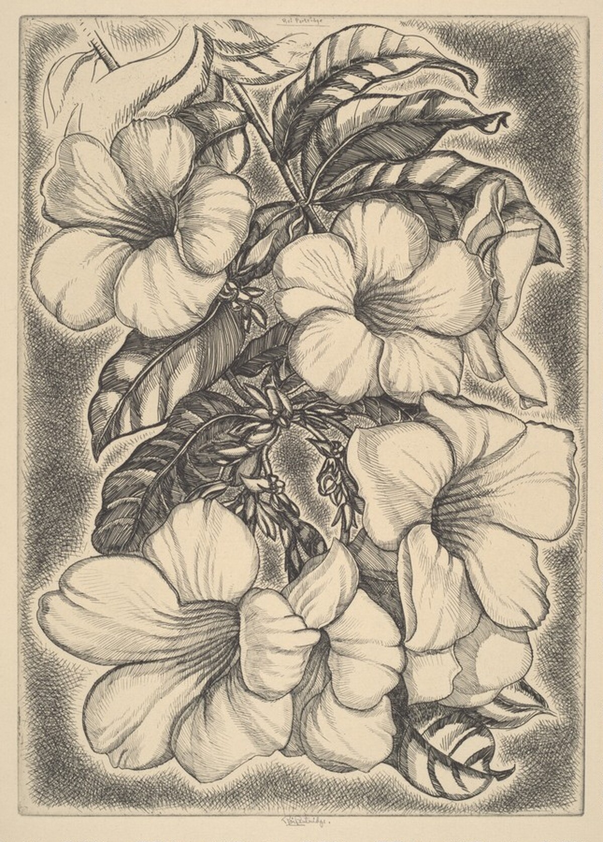 Alamanda by Roi Partridge