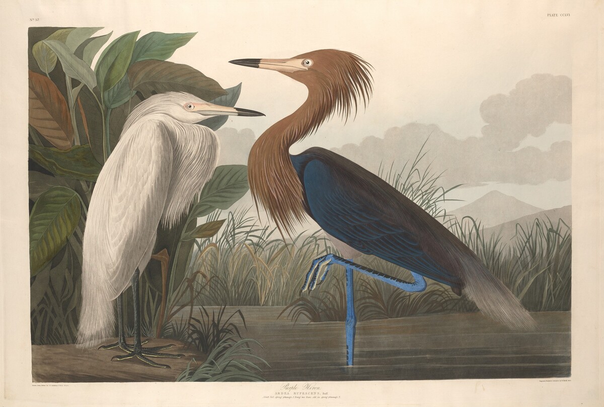 Purple Heron by Robert Havell after John James Audubon
