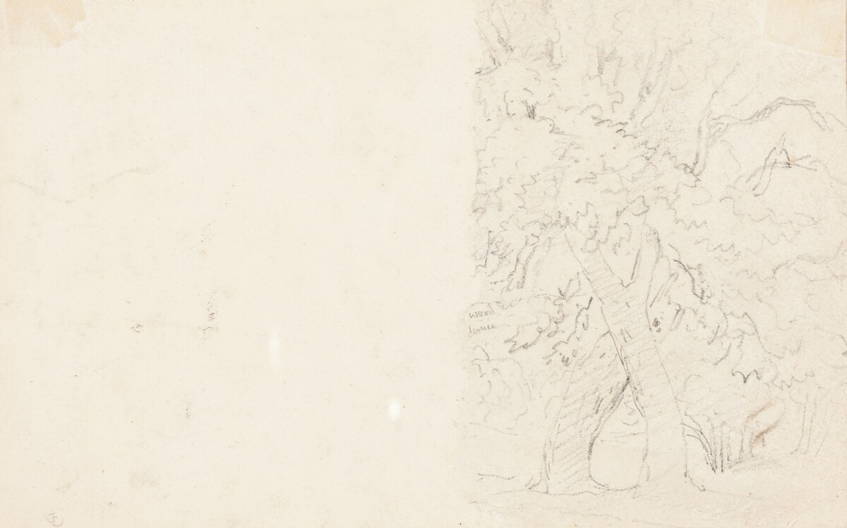Trees [verso] by David Cox