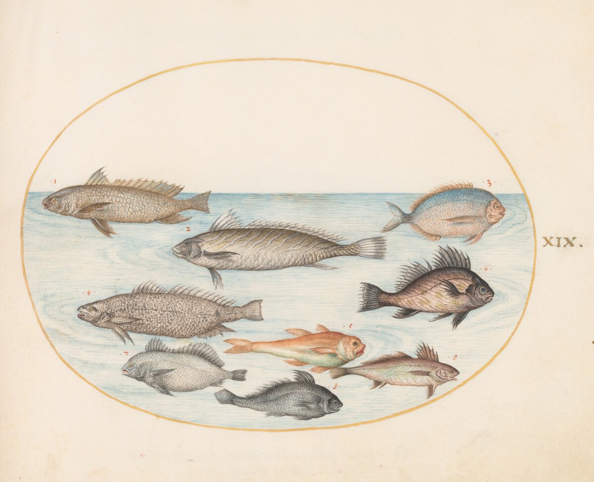 Plate 19: A Damselfish and Other Fish, Including Two "Coracinis" by Joris Hoefnagel