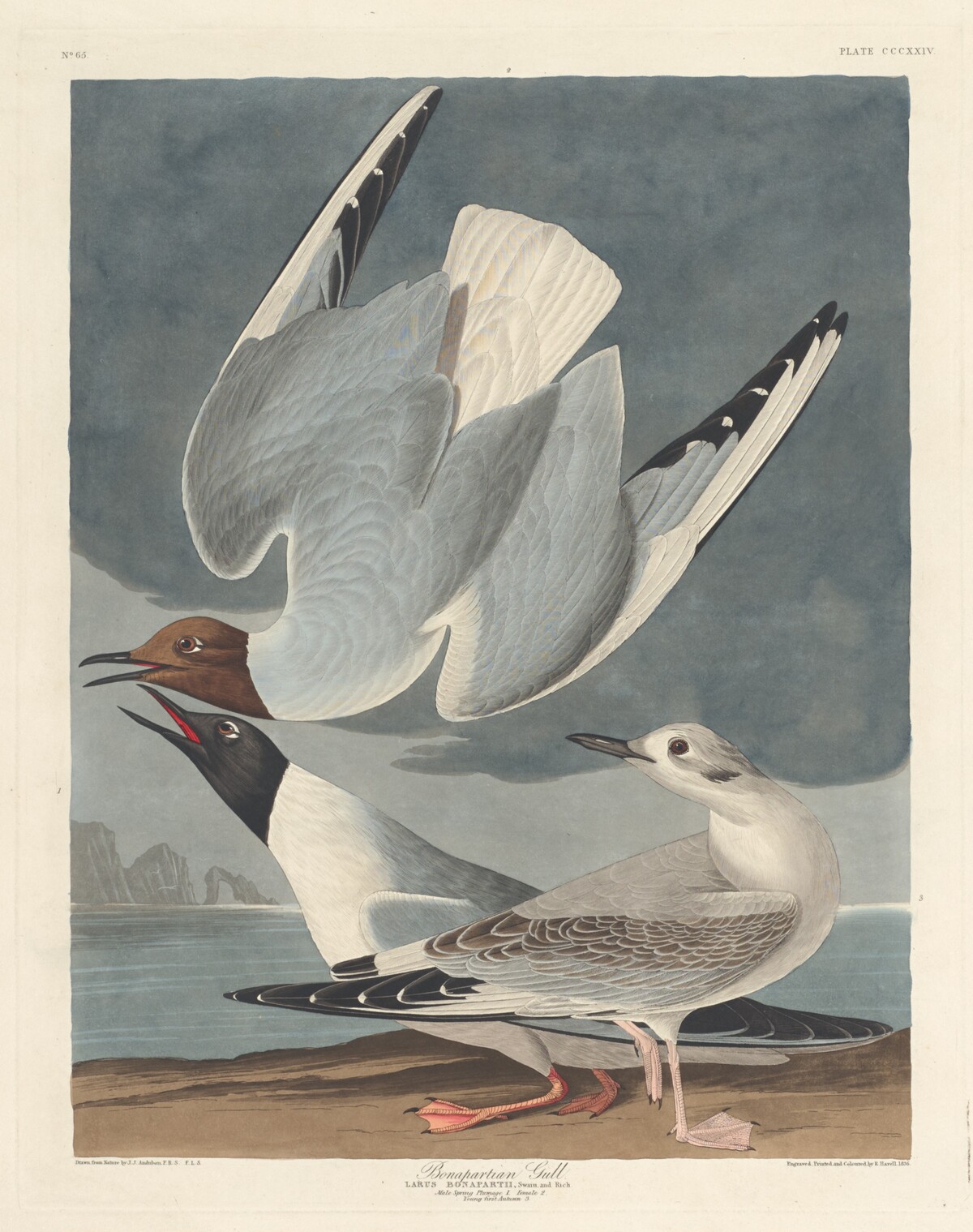 Bonapartian Gull by Robert Havell after John James Audubon