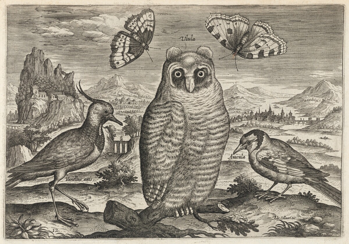Lapwing, Long Eared Owl, and Goldfinch by Adriaen Collaert