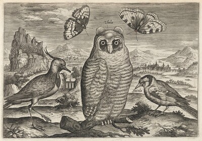 Lapwing, Long Eared Owl, and Goldfinch