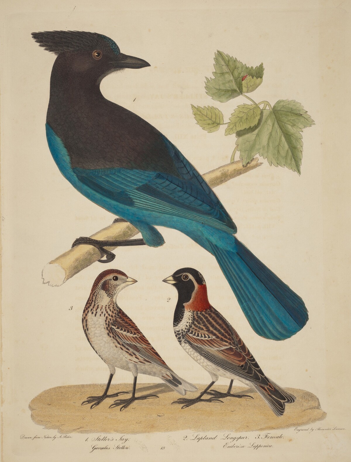 Stellar's Jay, Lapland Longspur and Female by Alexander Lawson after Alexander Rider