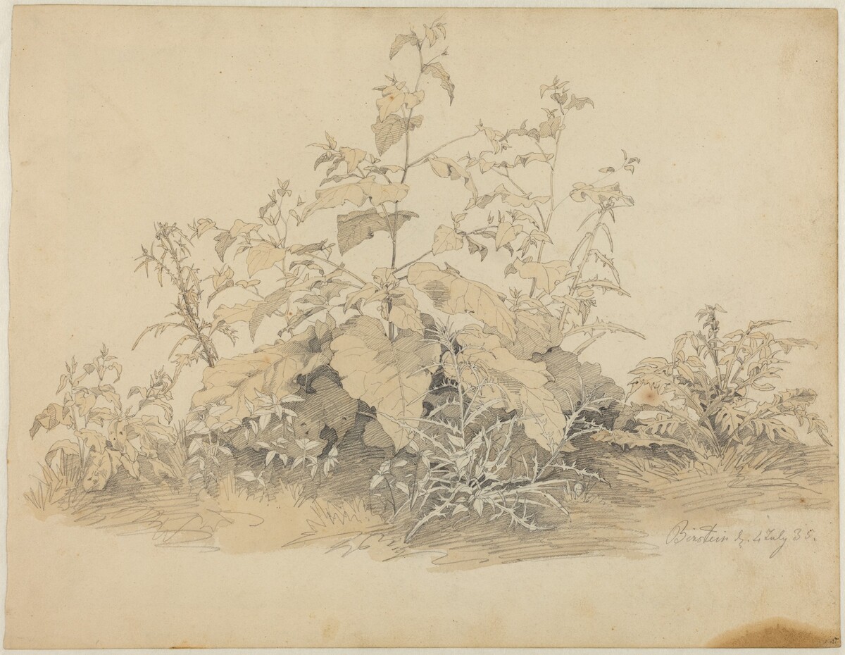 Wild Plants near Birstein by Johann Christian Heerdt