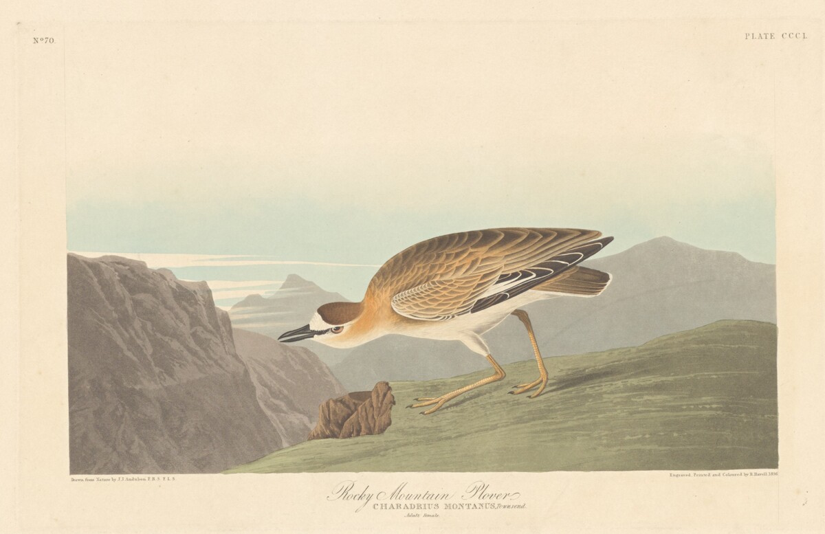 Rocky Mountain Plover by Robert Havell after John James Audubon