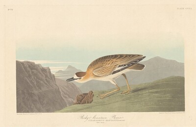 Rocky Mountain Plover