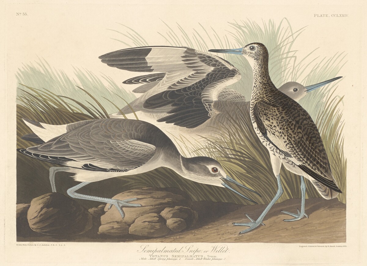 Semi-palmated Snipe or Willet by Robert Havell after John James Audubon