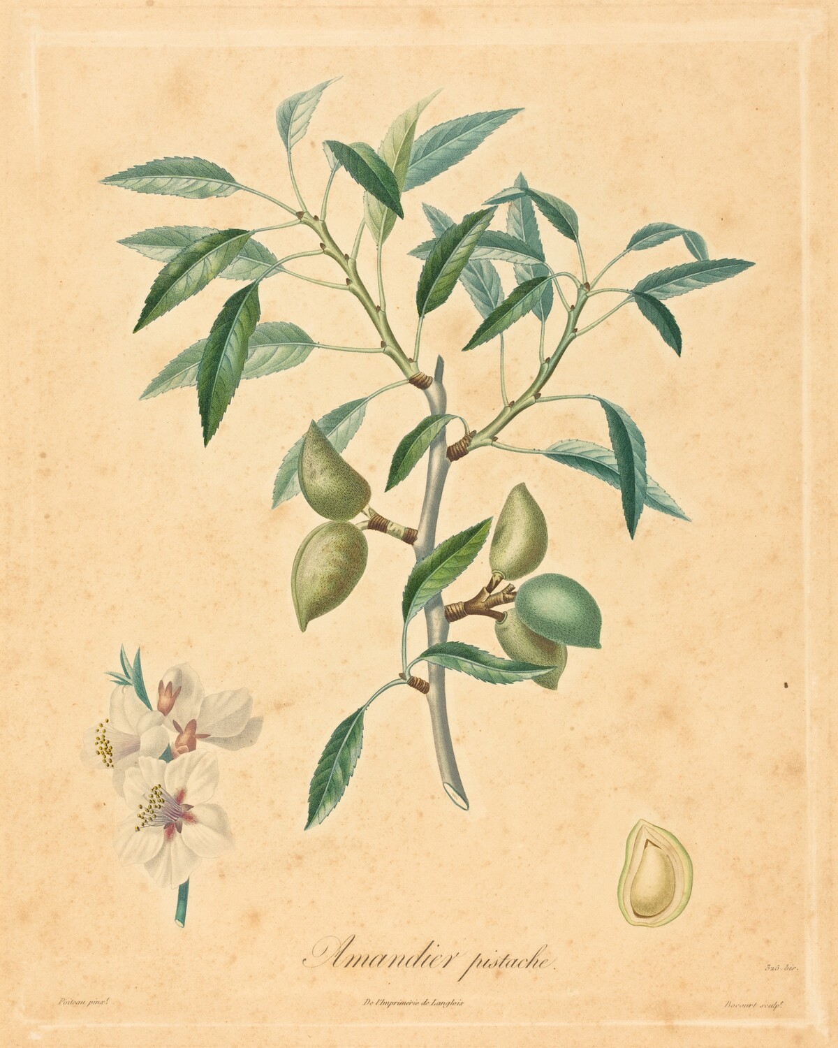 Amandier pistache by after A. Poiteau
