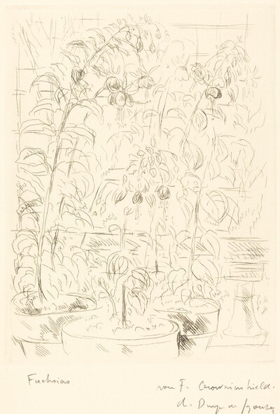 Fuchsias