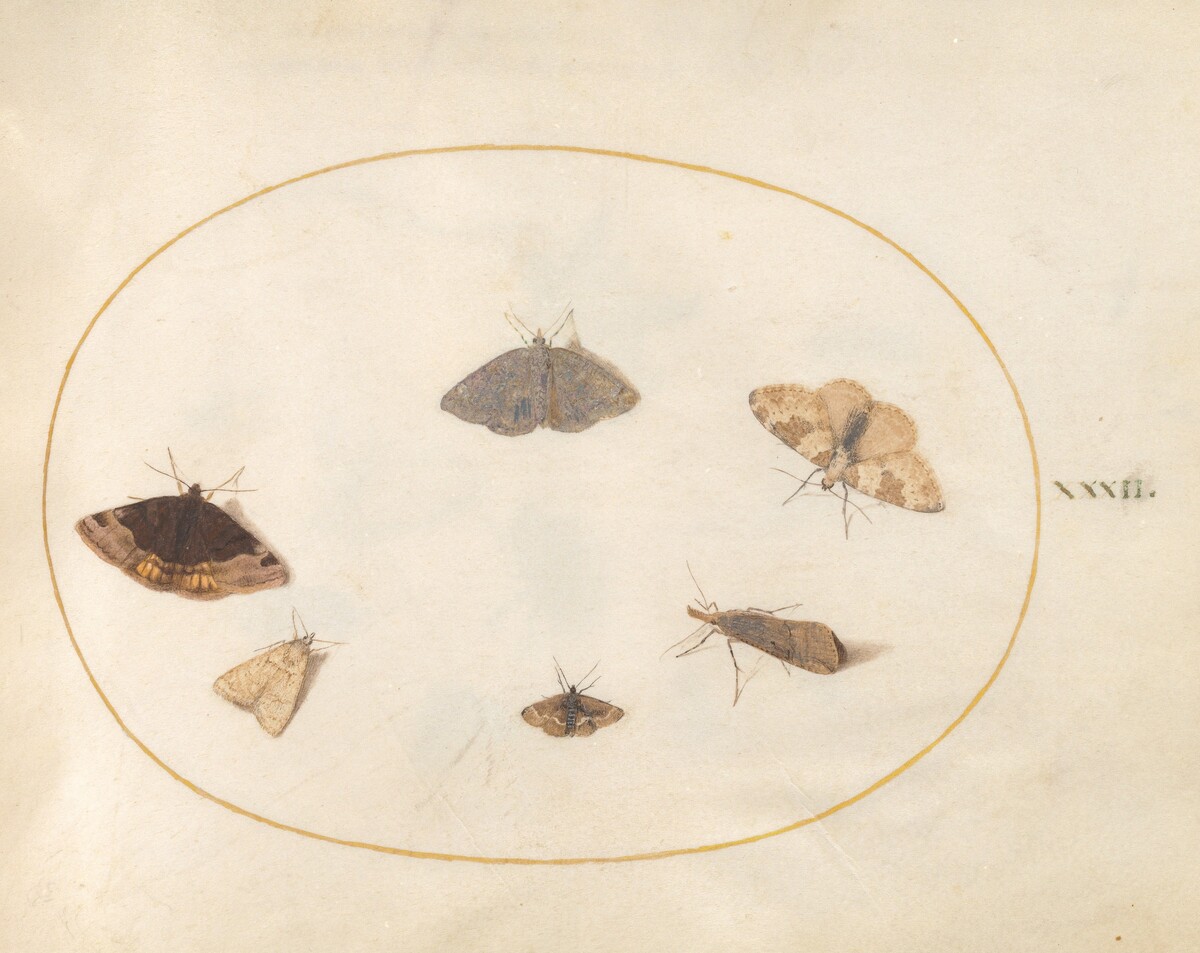Plate 32: Six Moths by Joris Hoefnagel