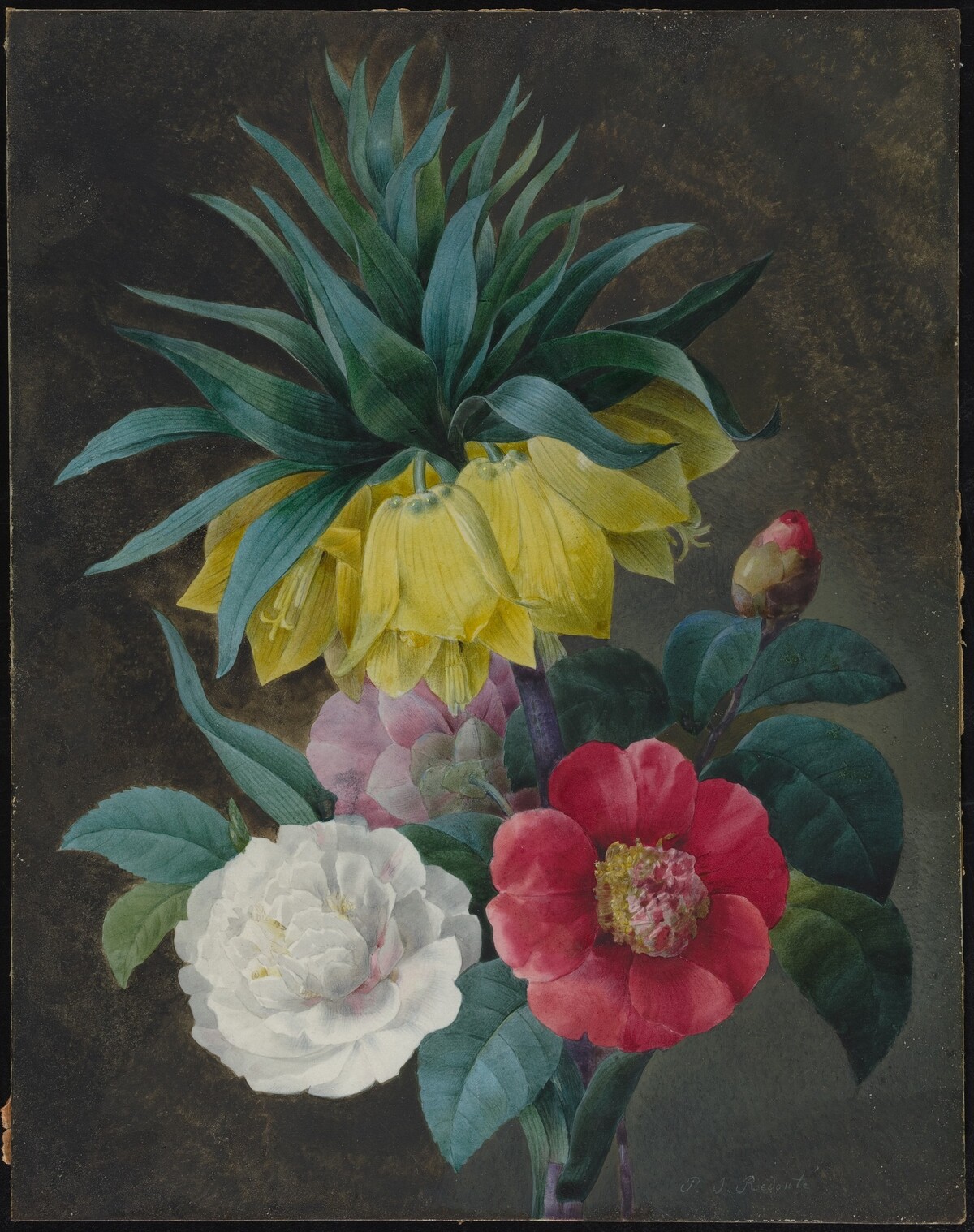 Four Peonies and a Crown Imperial by Pierre Joseph Redouté
