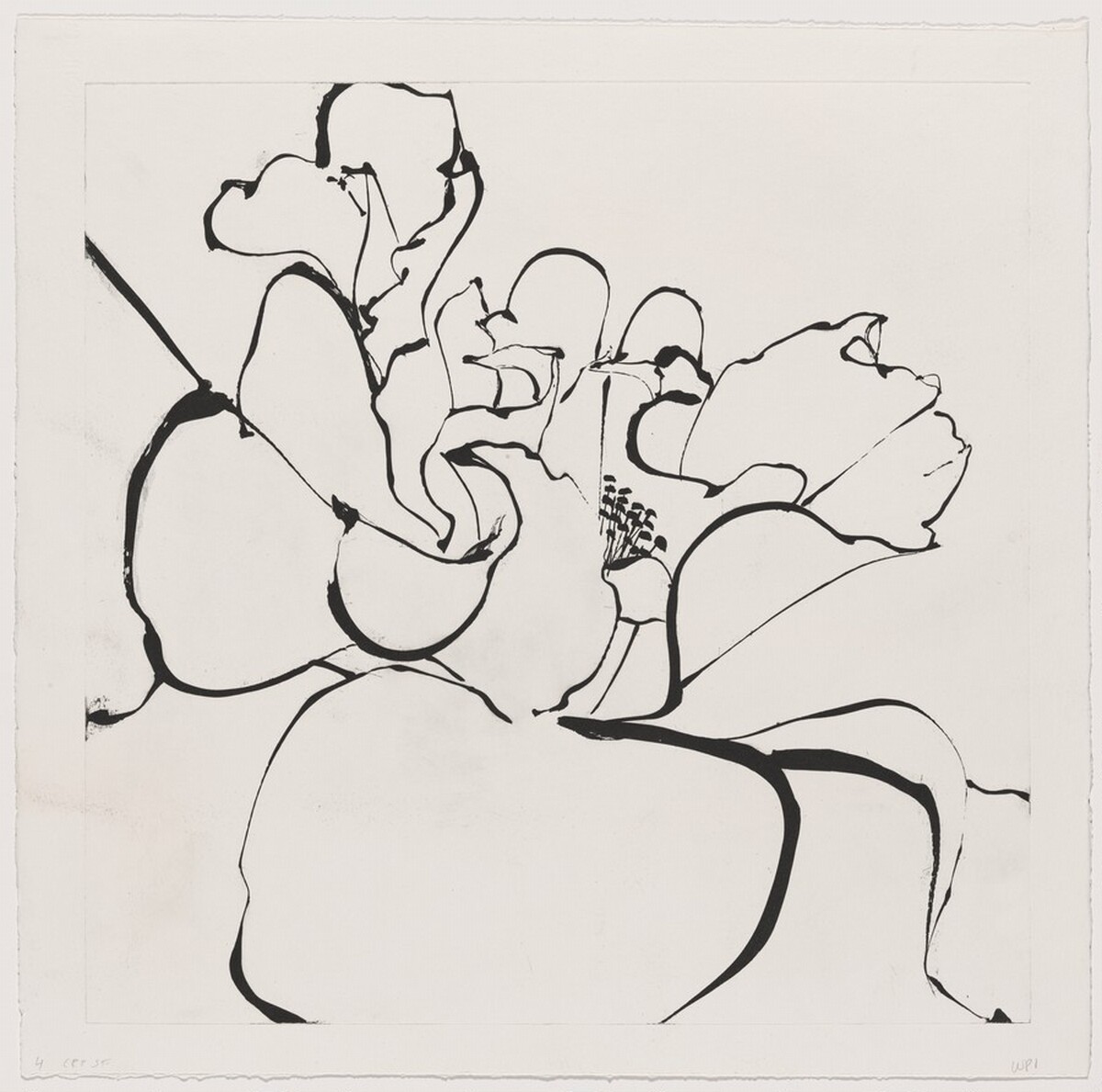 Camellia White [working proof 1] by Robert Kushner