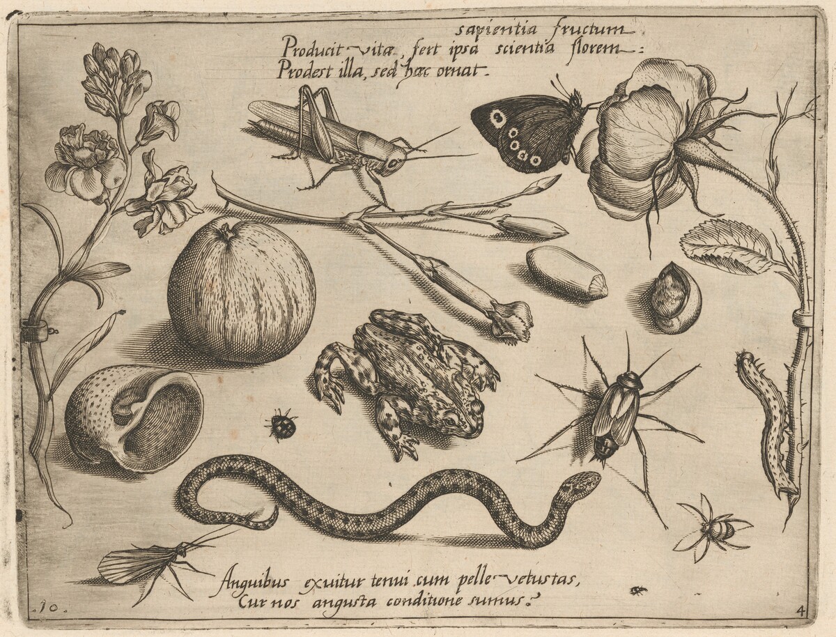 Archetypa studiaque patris Georgii Hoefnagelii [Part 4, Plate 10] by Jacob Hoefnagel after Joris Hoefnagel
