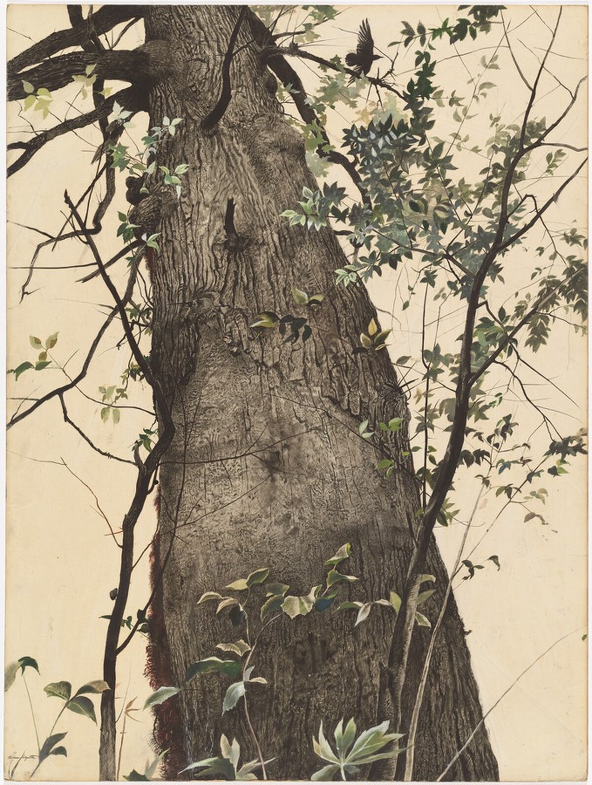 The Oak by Andrew Wyeth