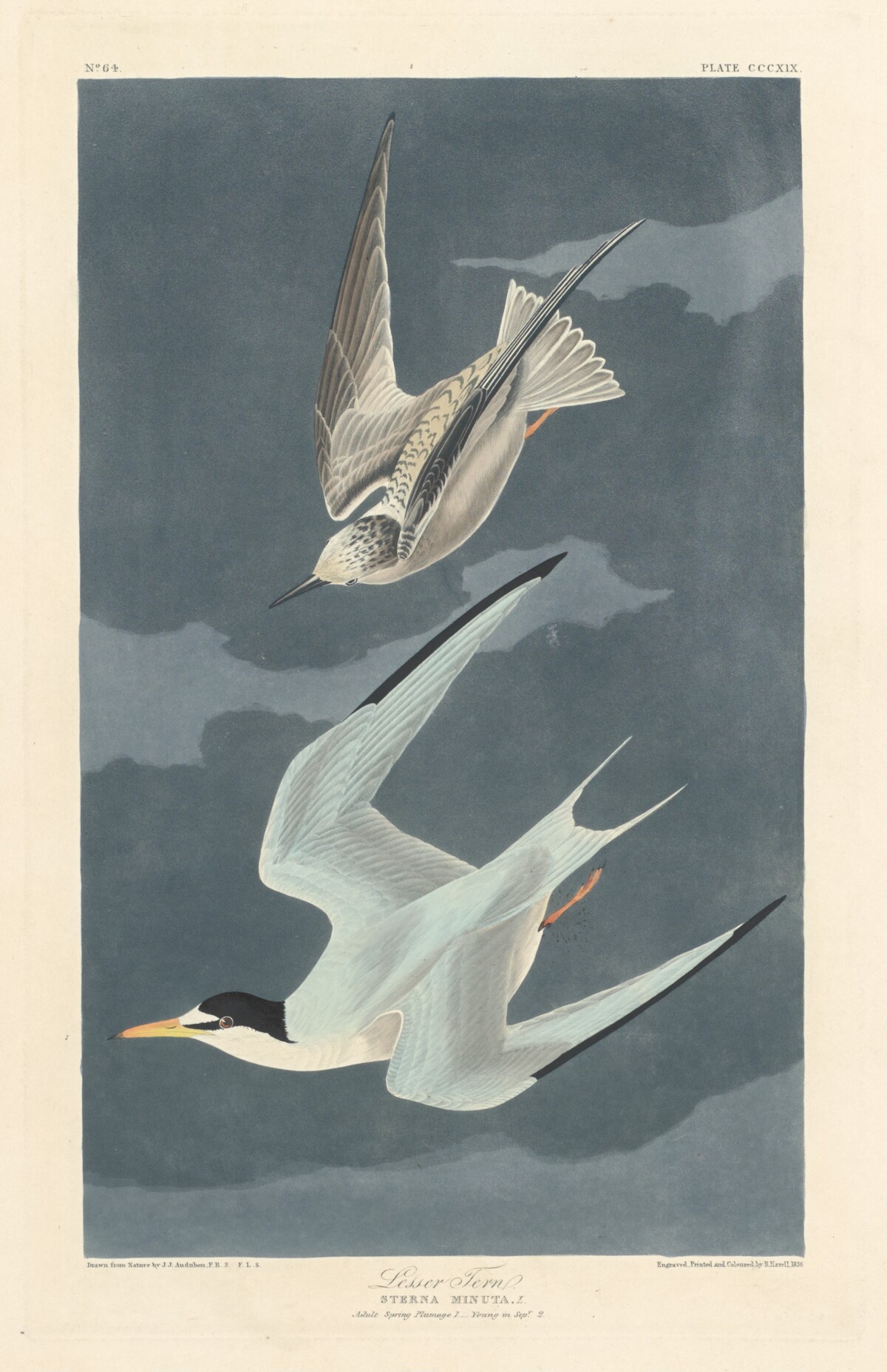 Lesser Tern by Robert Havell after John James Audubon