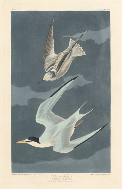 Lesser Tern