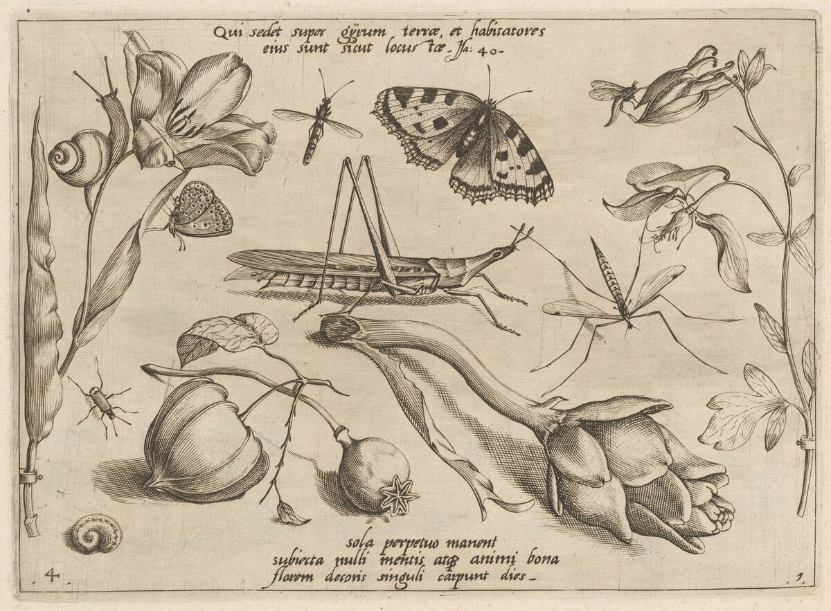 Archetypa studiaque patris Georgii Hoefnagelii [Part 1, Plate 4] by Jacob Hoefnagel after Joris Hoefnagel