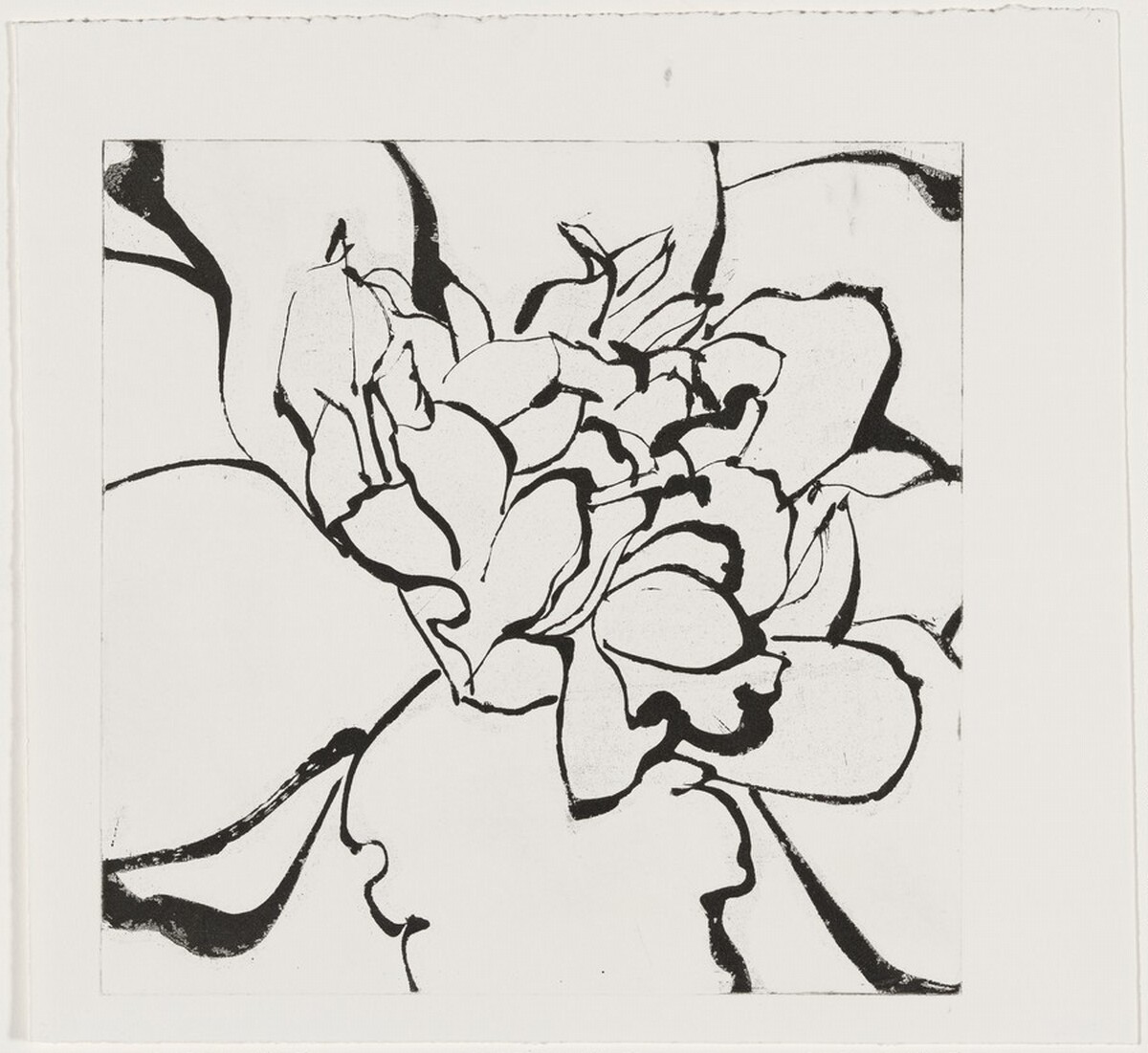 Camellia Red [working proof 1] by Robert Kushner
