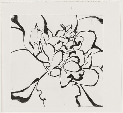Camellia Red [working proof 1]
