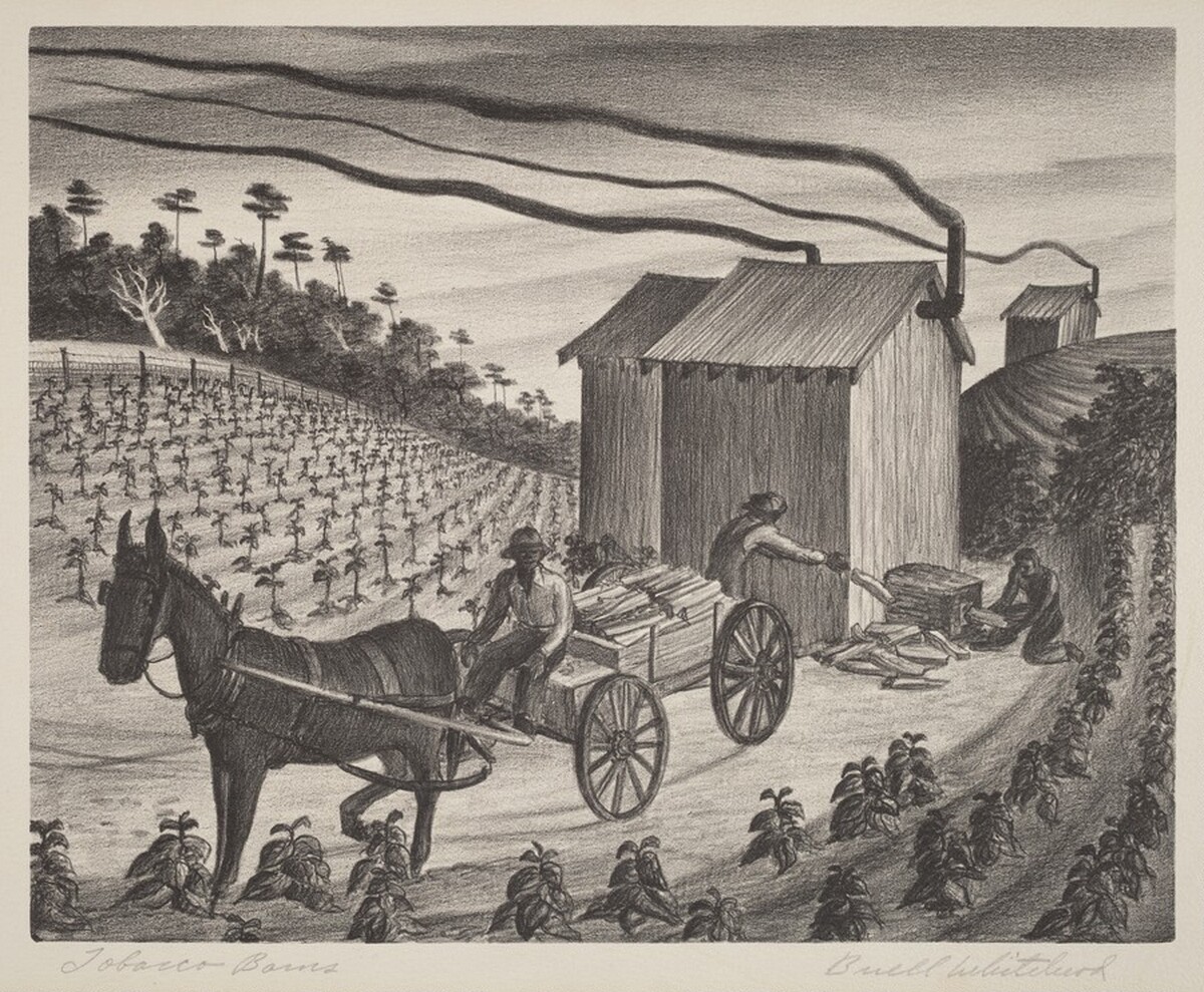 Tobacco Barns by Buell Whitehead