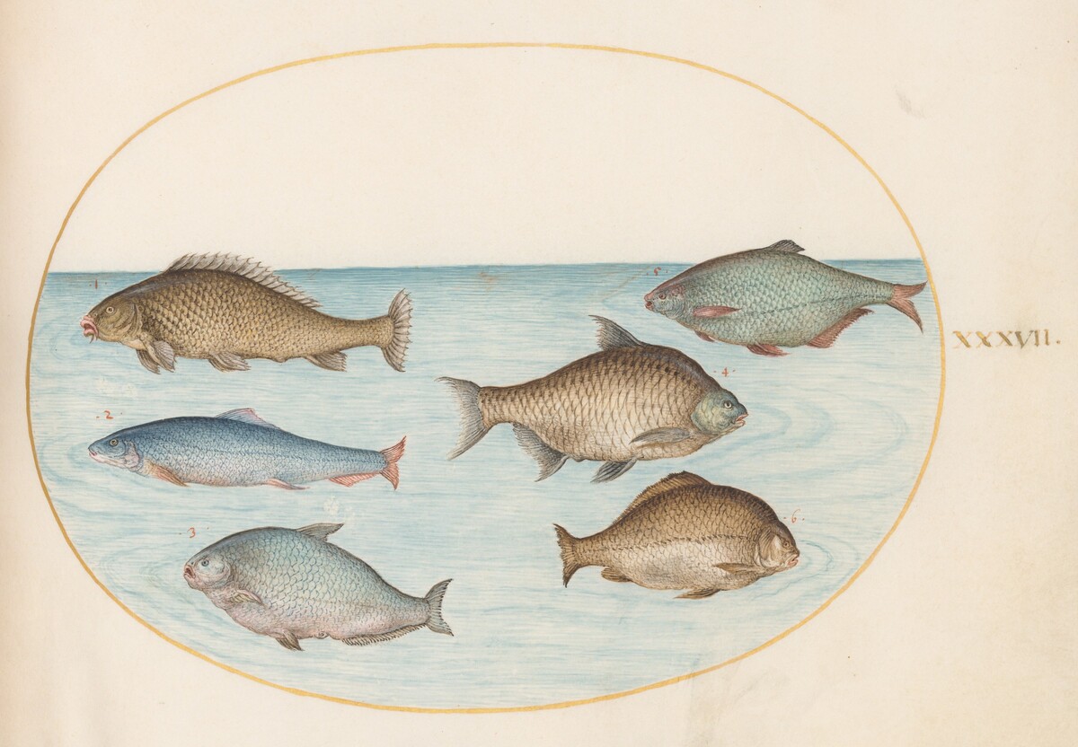 Plate 37: Six Fish, Including Carp by Joris Hoefnagel
