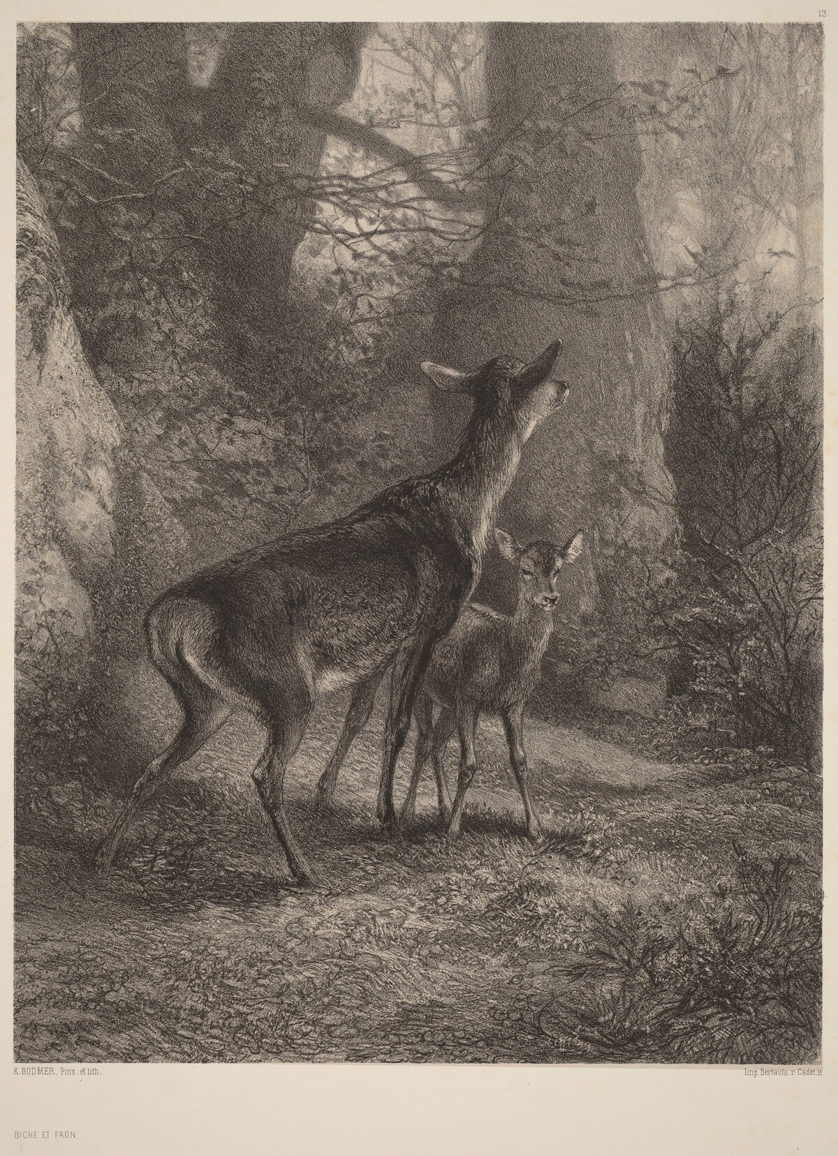 Biche et Faon by Karl Bodmer