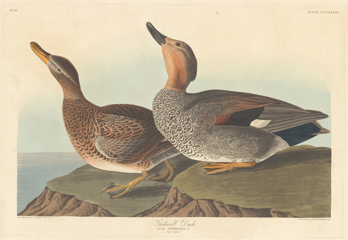 Gadwall Duck by Robert Havell after John James Audubon
