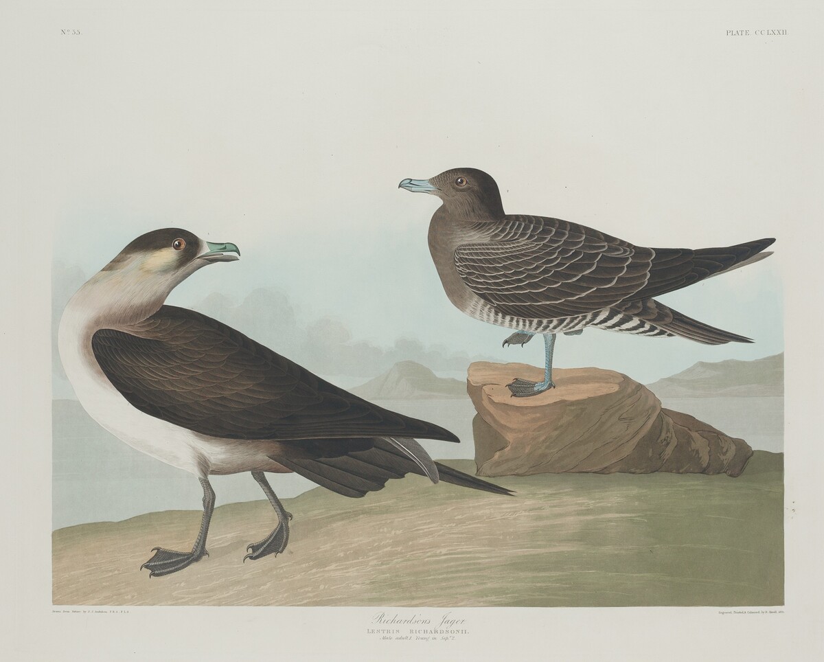 Richardson's Jager by Robert Havell after John James Audubon