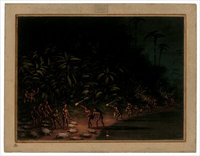 Turtle Hunt