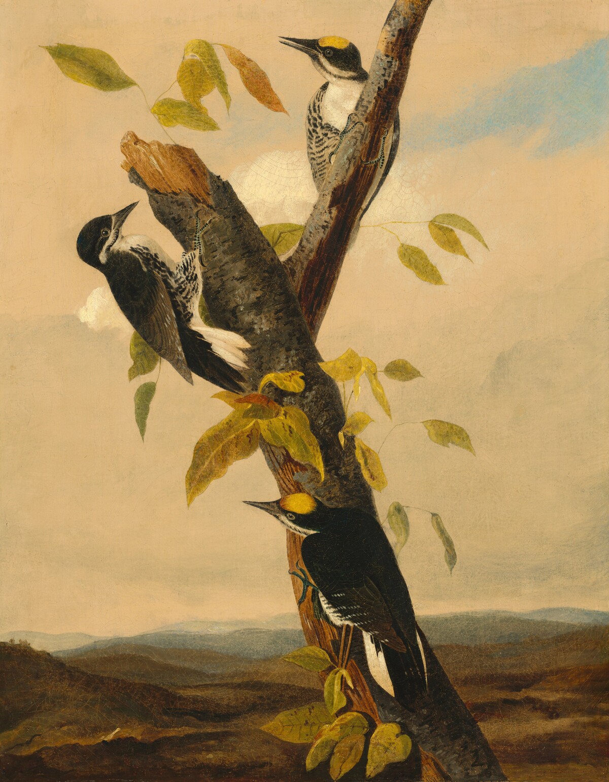 Black-Backed Three-Toed Woodpecker by Joseph Bartholomew Kidd, after John James Audubon