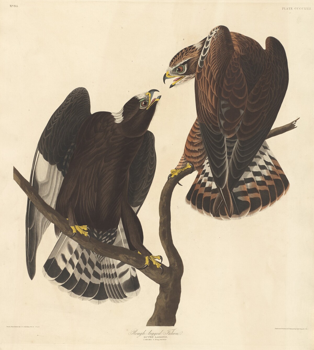 Rough-legged Falcon by Robert Havell after John James Audubon
