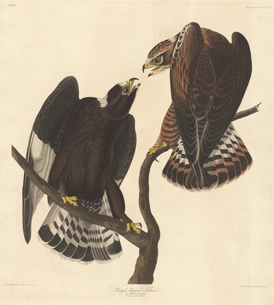 Rough-legged Falcon