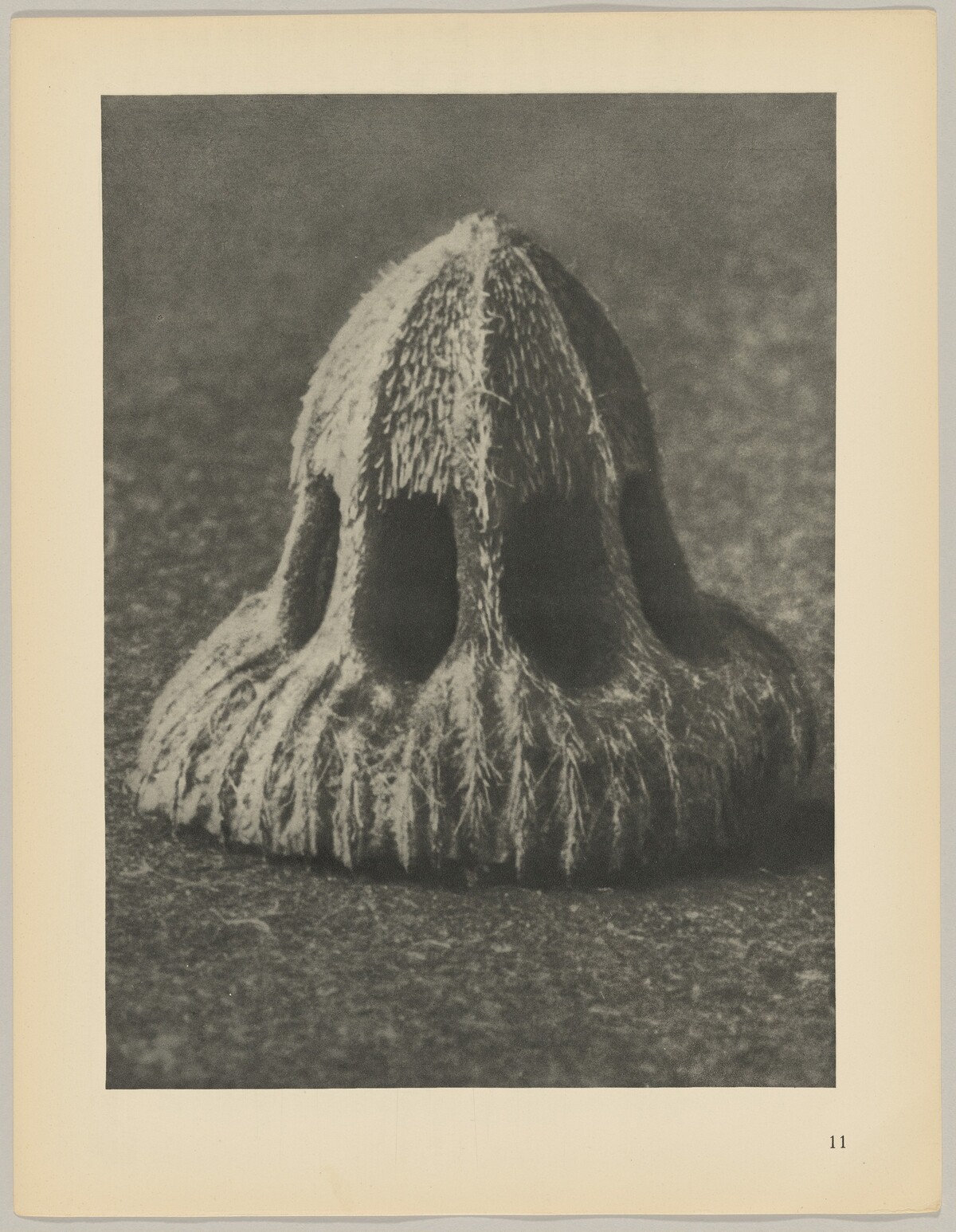 Callistemma brachiatum by Karl Blossfeldt
