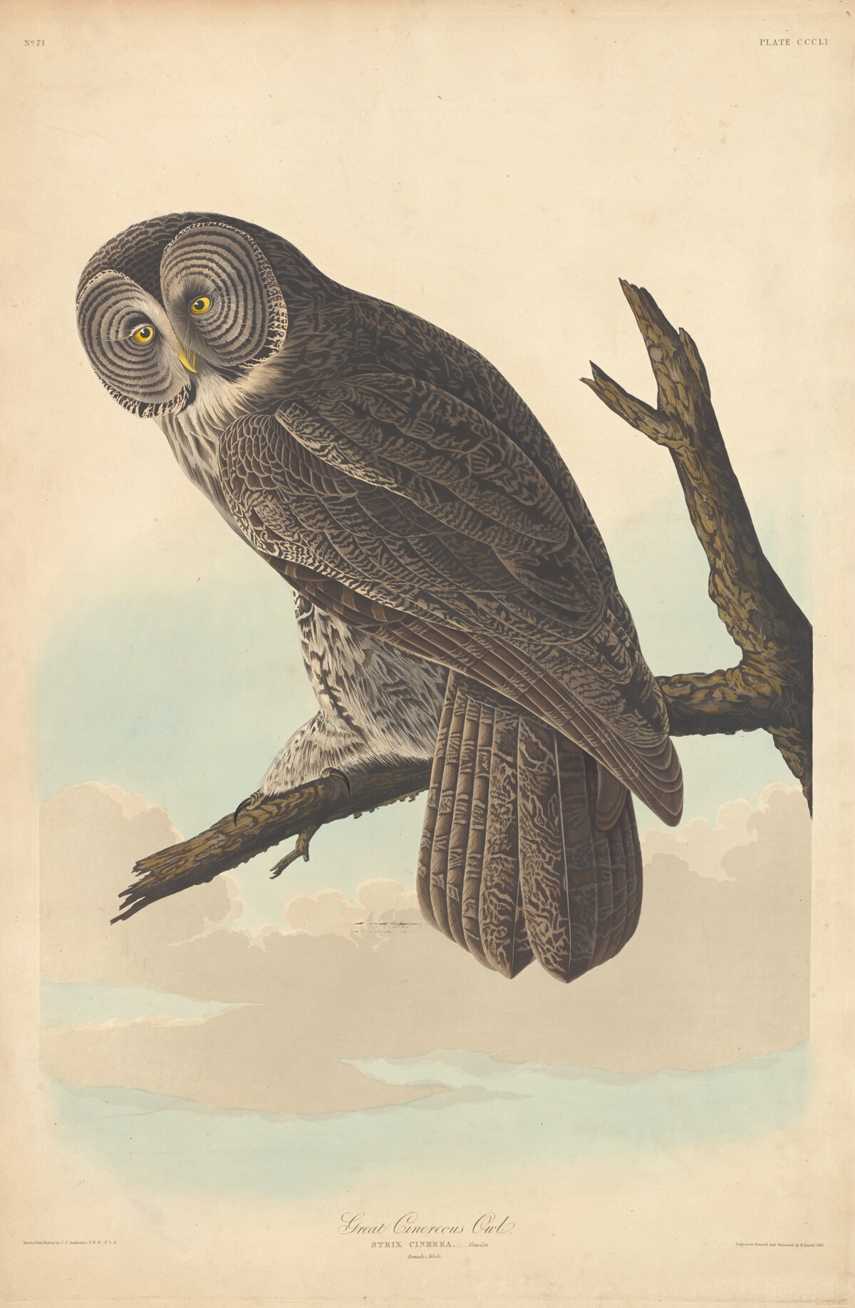 Great Cinereous Owl by Robert Havell after John James Audubon