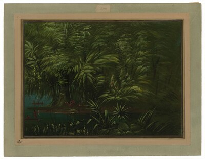 Luxuriant Forest on the Bank of the Amazon