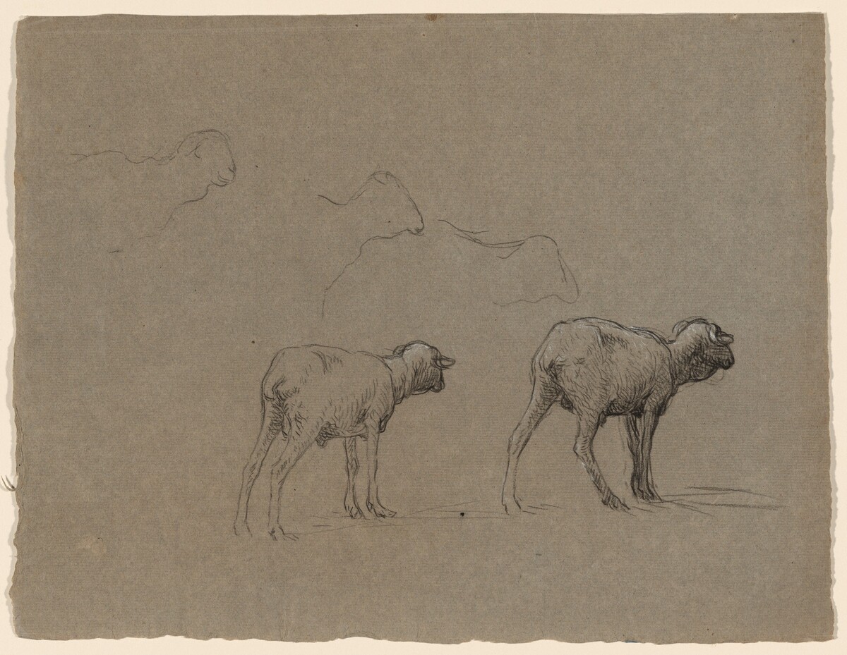 Studies of Sheep by Jean-Ferdinand Chaigneau