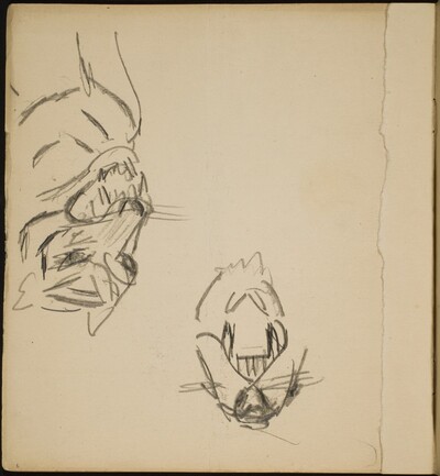 Zwei Tigerstudien (Two Tiger Studies) [p. 8]