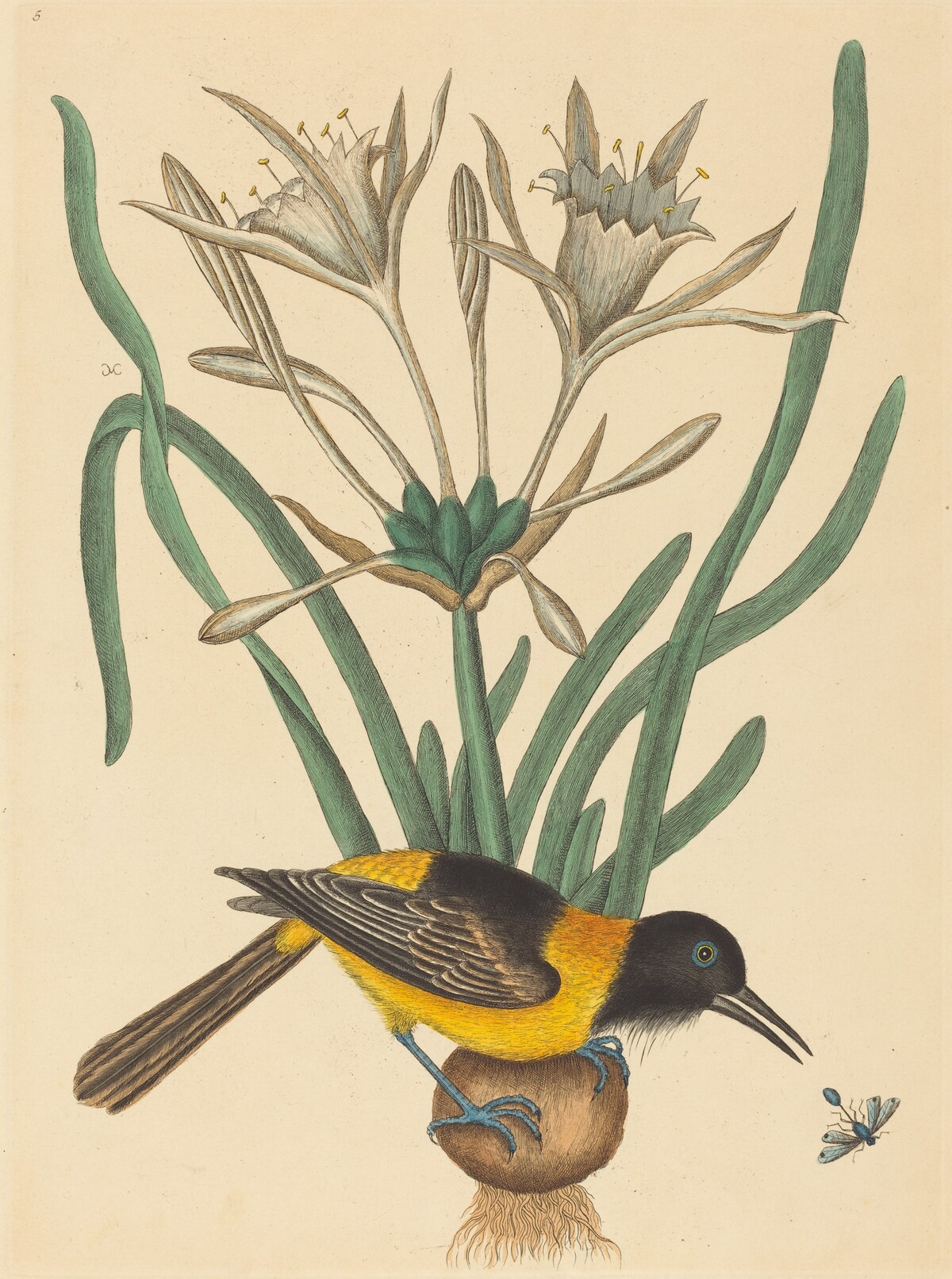 The Yellow and Black Pye (Oriolus Icterus) by Mark Catesby