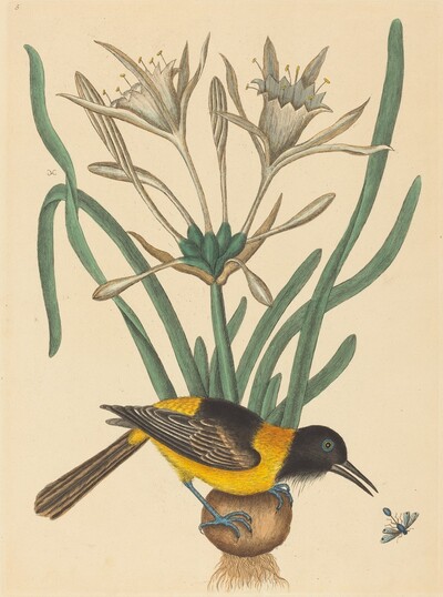 The Yellow and Black Pye (Oriolus Icterus)