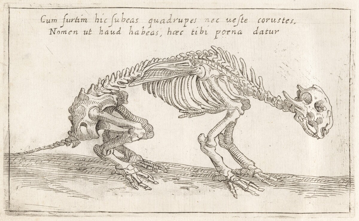 Skeleton of a Quadruped by Teodoro Filippo di Liagno, called Napoletano