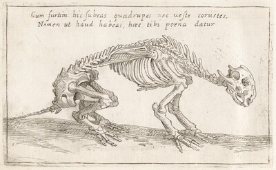 Skeleton of a Quadruped