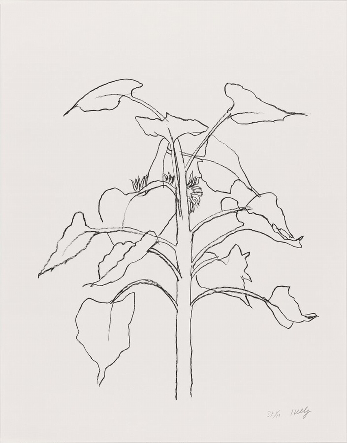Sunflower I by Ellsworth Kelly