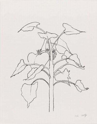 Sunflower I